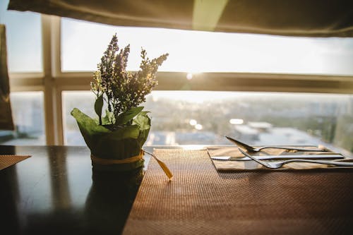 Free Green Flower With Pot on Table Stock Photo