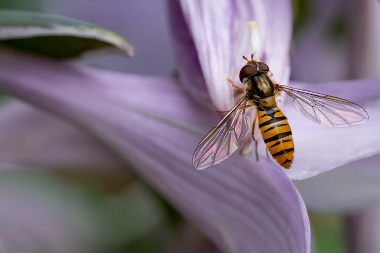 Bee On Purple Flower