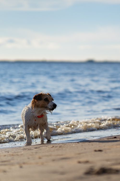 Free A playful dog splashes near the ocean shore on a sunny summer day. Stock Photo