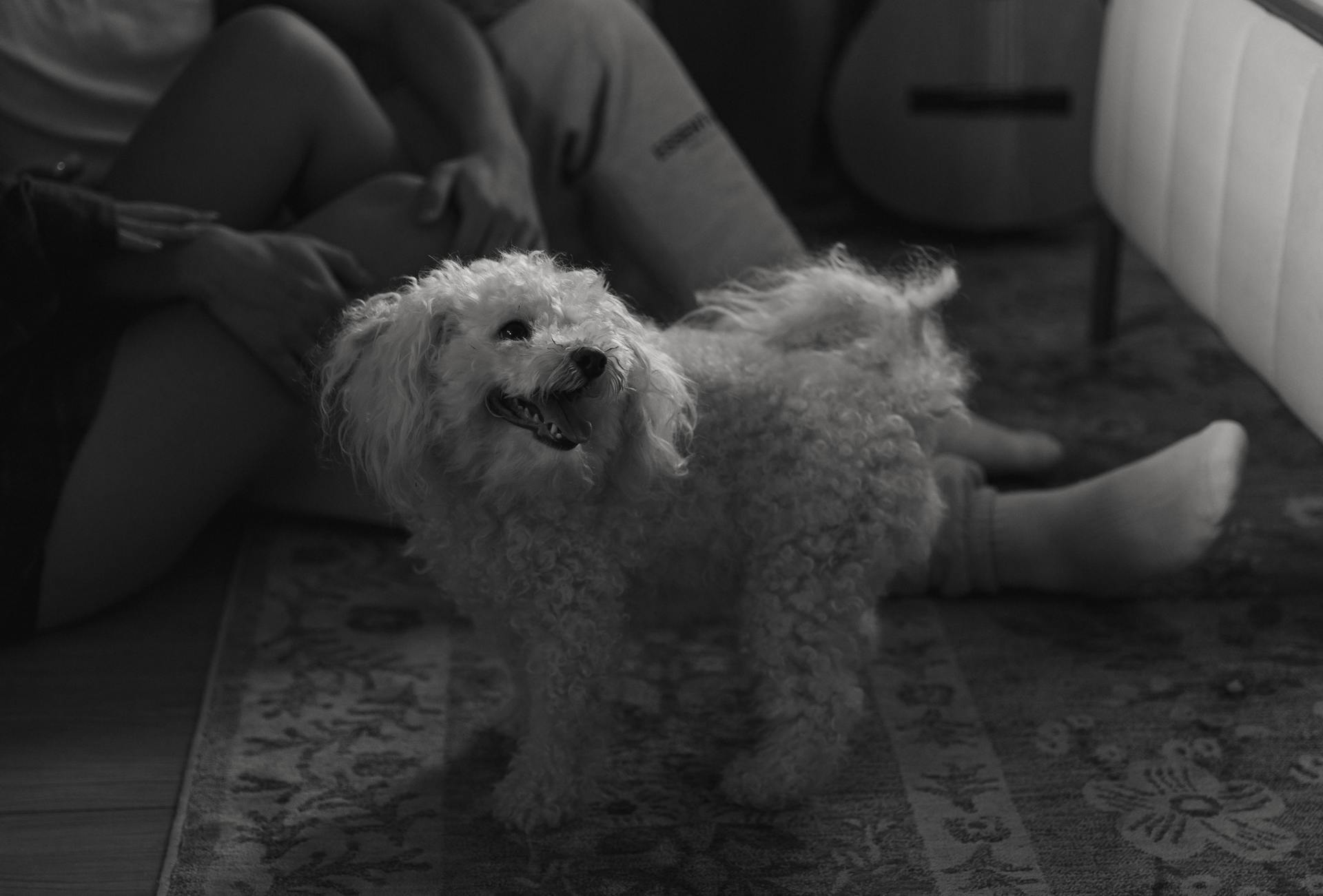 Poodle Dog in Black and White