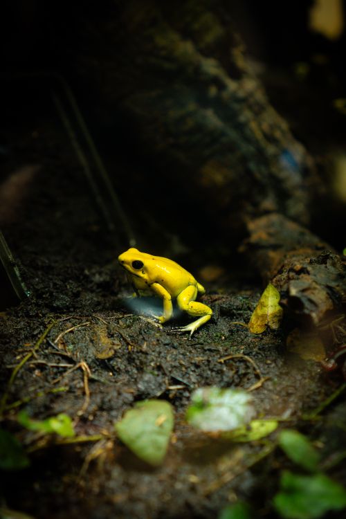 Free Close-up shot of a vibrant yellow golden poison frog on forest floor capturing its natural habitat. Stock Photo