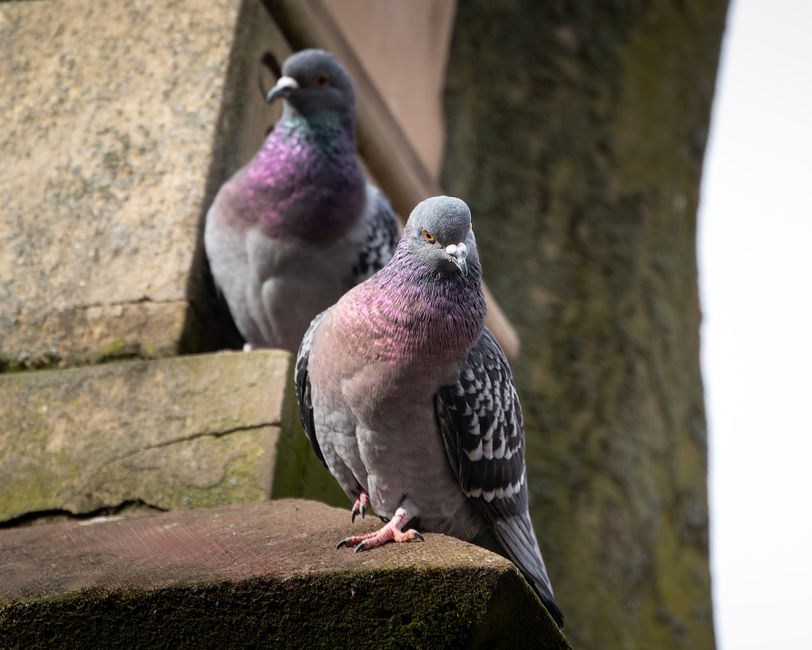 Pigeons Exhibit Self-Control and Future-Oriented Decision-Making for Larger Rewards
