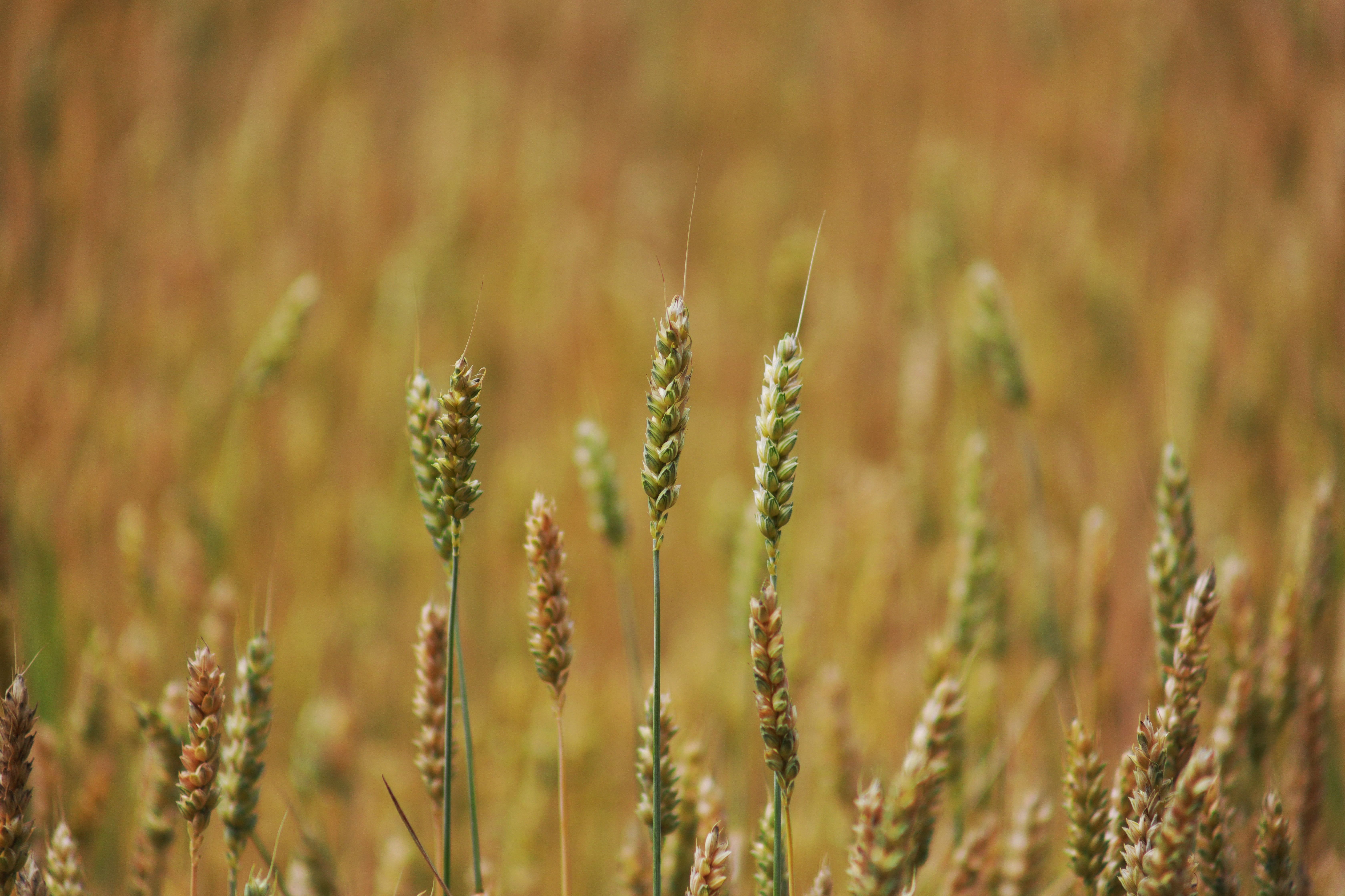 Alberta Agriculture Sector Accepts Referendum, Cautious on Ottawa Actions