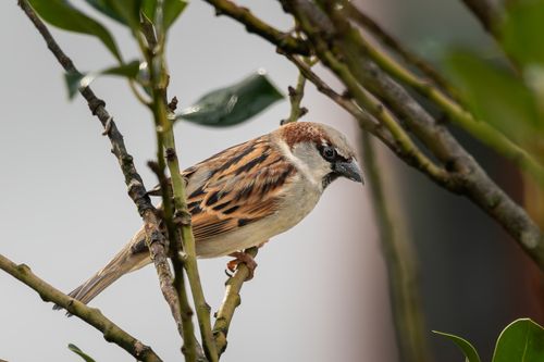 Free A sparrow delicately perched on branches, showcasing nature's beauty in Gutach im Breisgau, Germany. Stock Photo