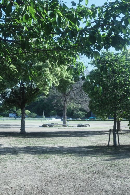Free Serene park setting with trees and a bench under a sunny summer sky. Stock Photo