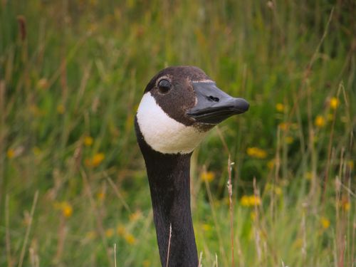 Free Detailed portrait of a Canada goose in a London park surrounded by lush greenery. Stock Photo