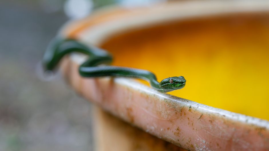 drain snake auger clog homeowner plumbing