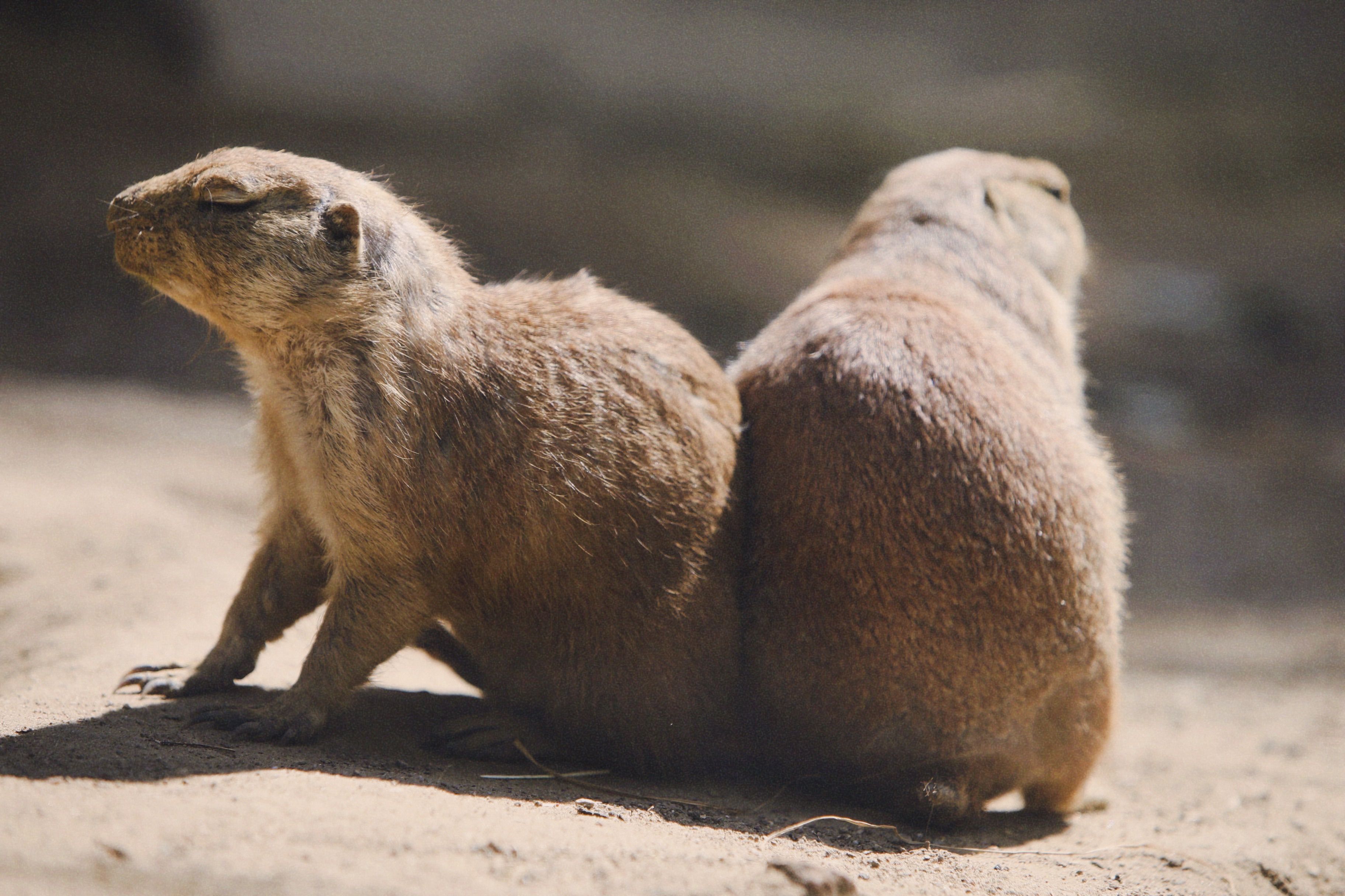 Two Prairie Dogs Sitting Together Outdoors · Free Stock Photo