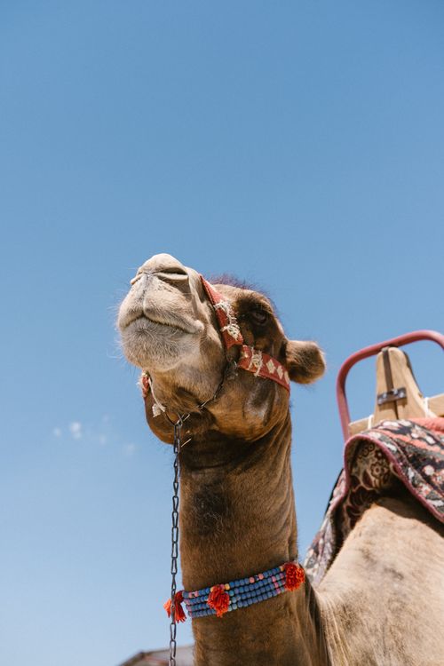 Free Close-up of a decorated camel against a clear blue sky, showcasing traditional accessories. Stock Photo