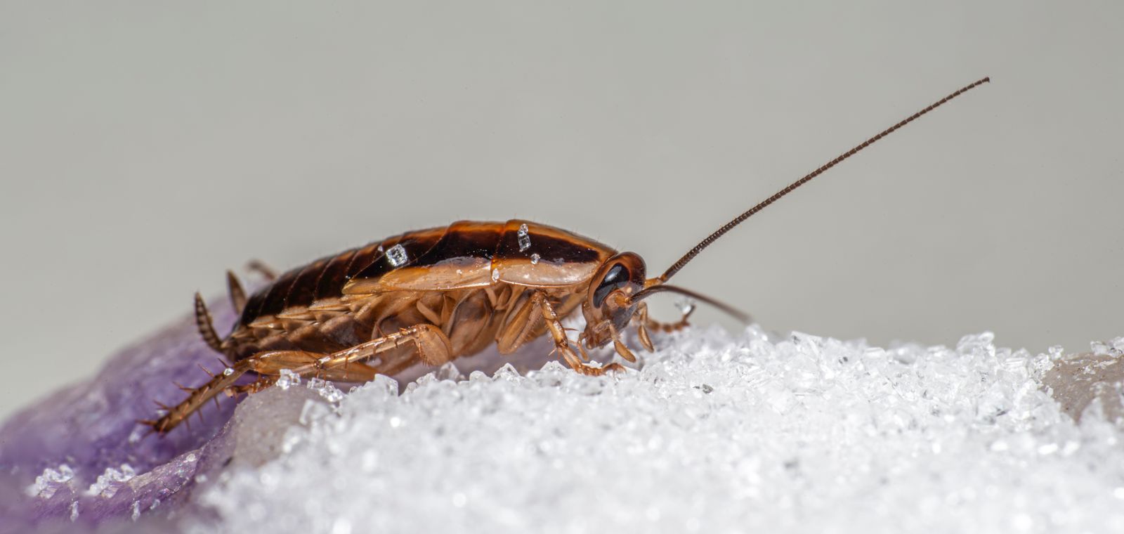German cockroach on a counter, close-up