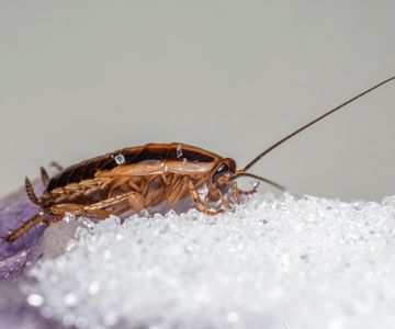 German cockroach on a counter