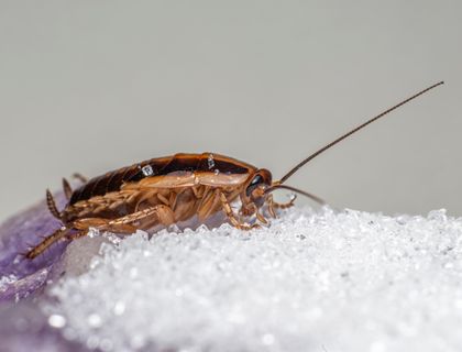 German cockroach on a counter