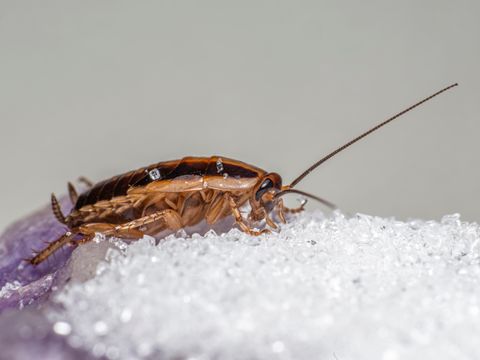 German cockroach on a counter