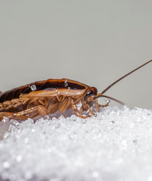 German cockroach on a counter, close-up