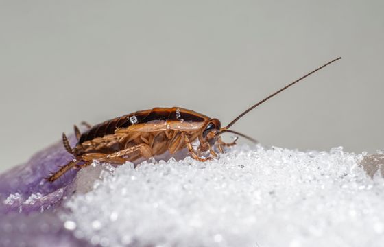 German cockroach on a counter, close-up
