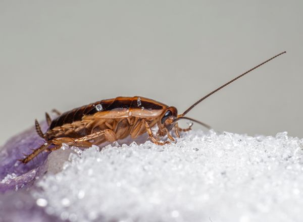 German cockroach on a counter, close-up