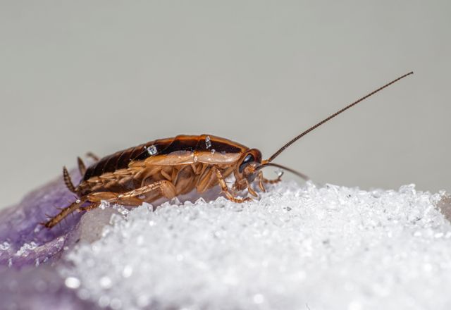 German cockroach on a counter, close-up