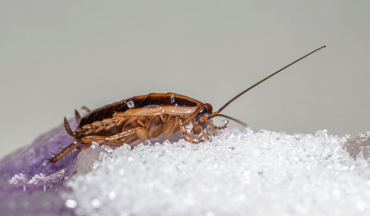 Barata em ambiente doméstico, ilustrando sinais de infestação