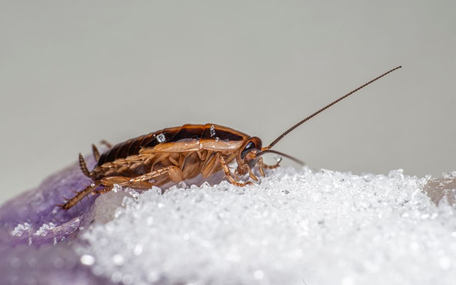 German cockroach on a surface, a common target of cockroach extermination services