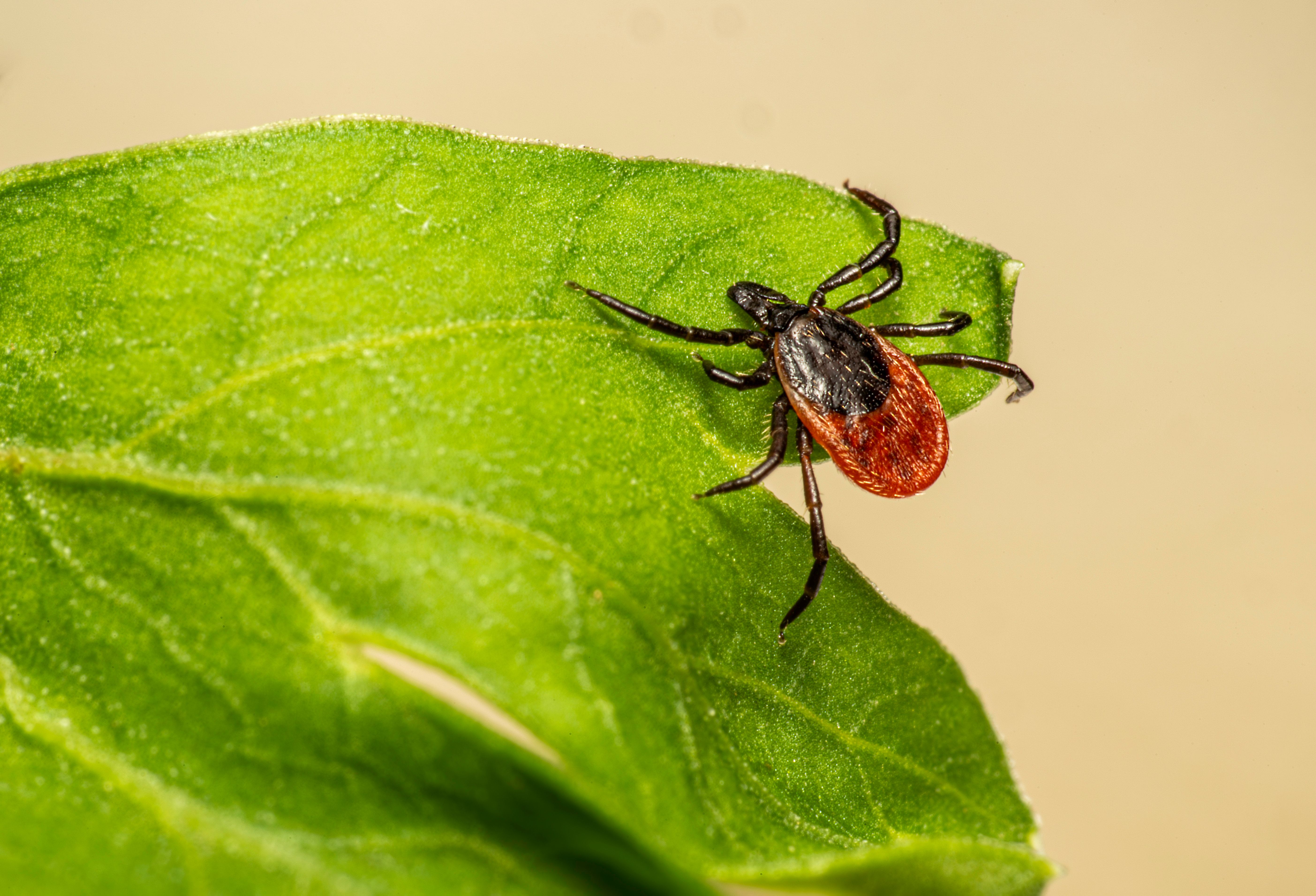 The Ultimate Guide to Seasonal Flea & Tick Prevention for Small Dogs and Cats — Photo by Erik Karits on Pexels