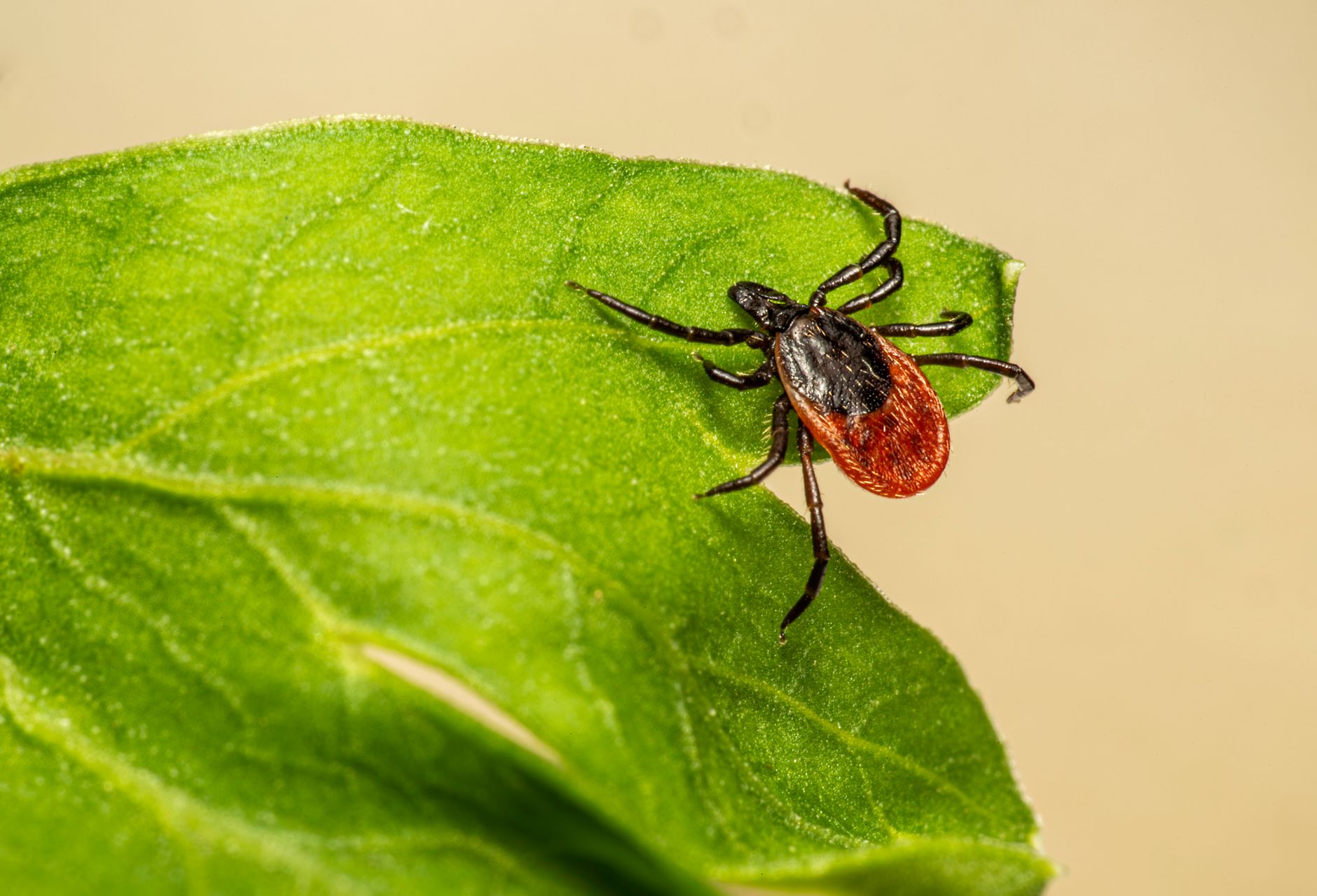 Detailed macro shot of a black-legged tick on a vibrant green leaf.