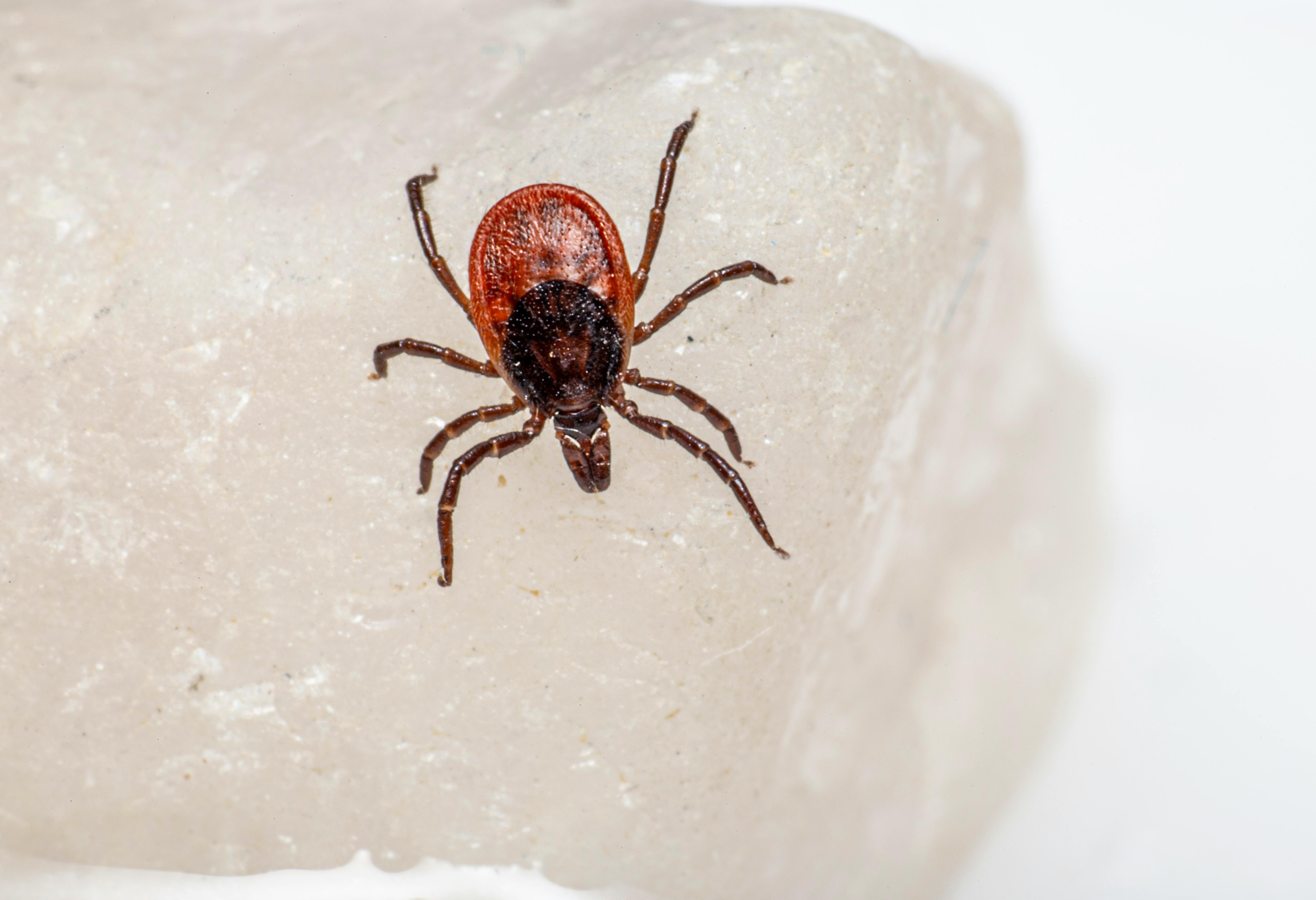 Macro shot of a castor bean tick (Ixodes ricinus) crawling on a white surface.