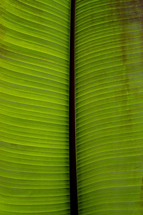 Free Detailed close-up of vibrant green banana leaf showing natural texture and patterns. Stock Photo