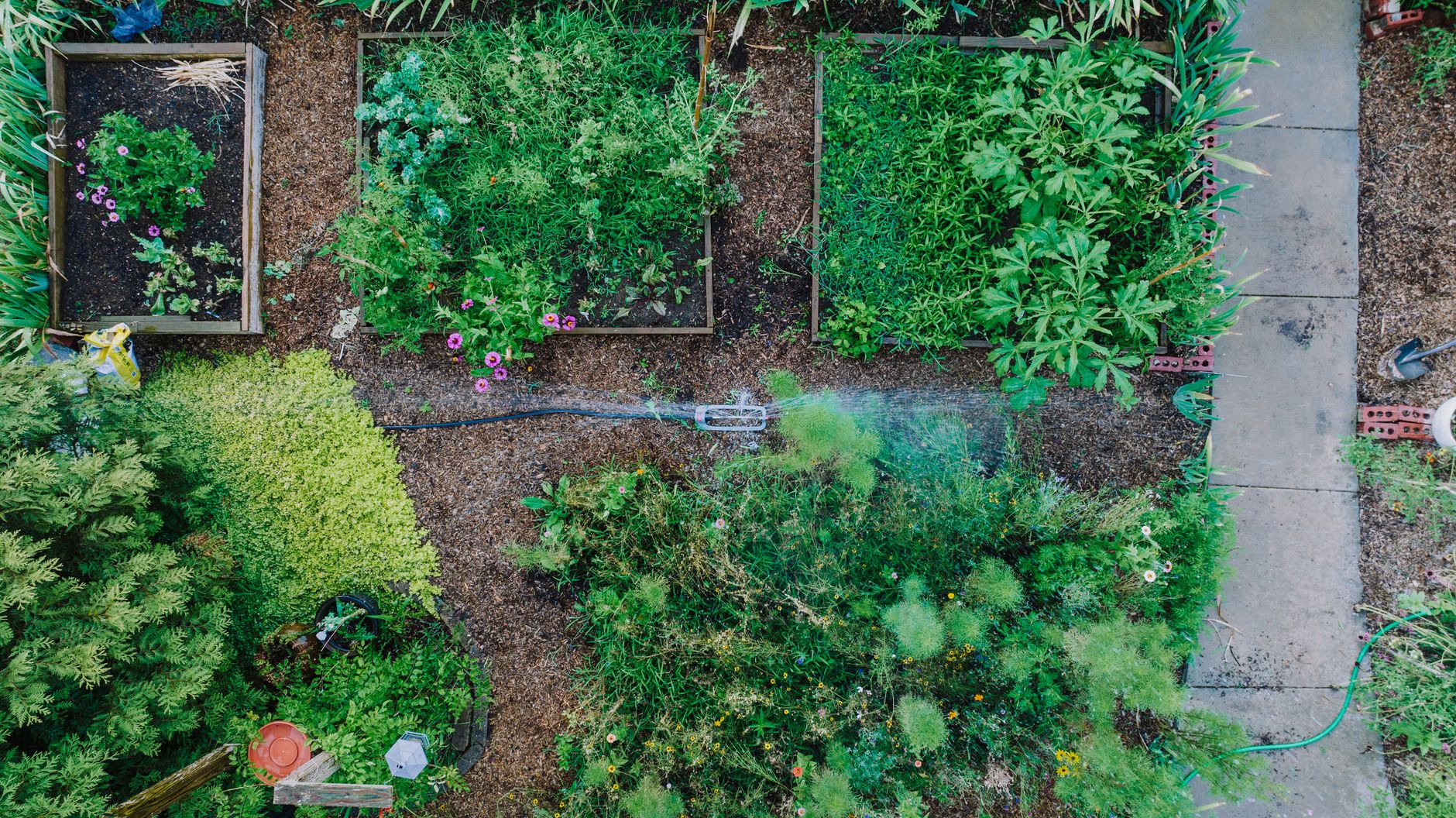 gardener using broadfork in raised bed