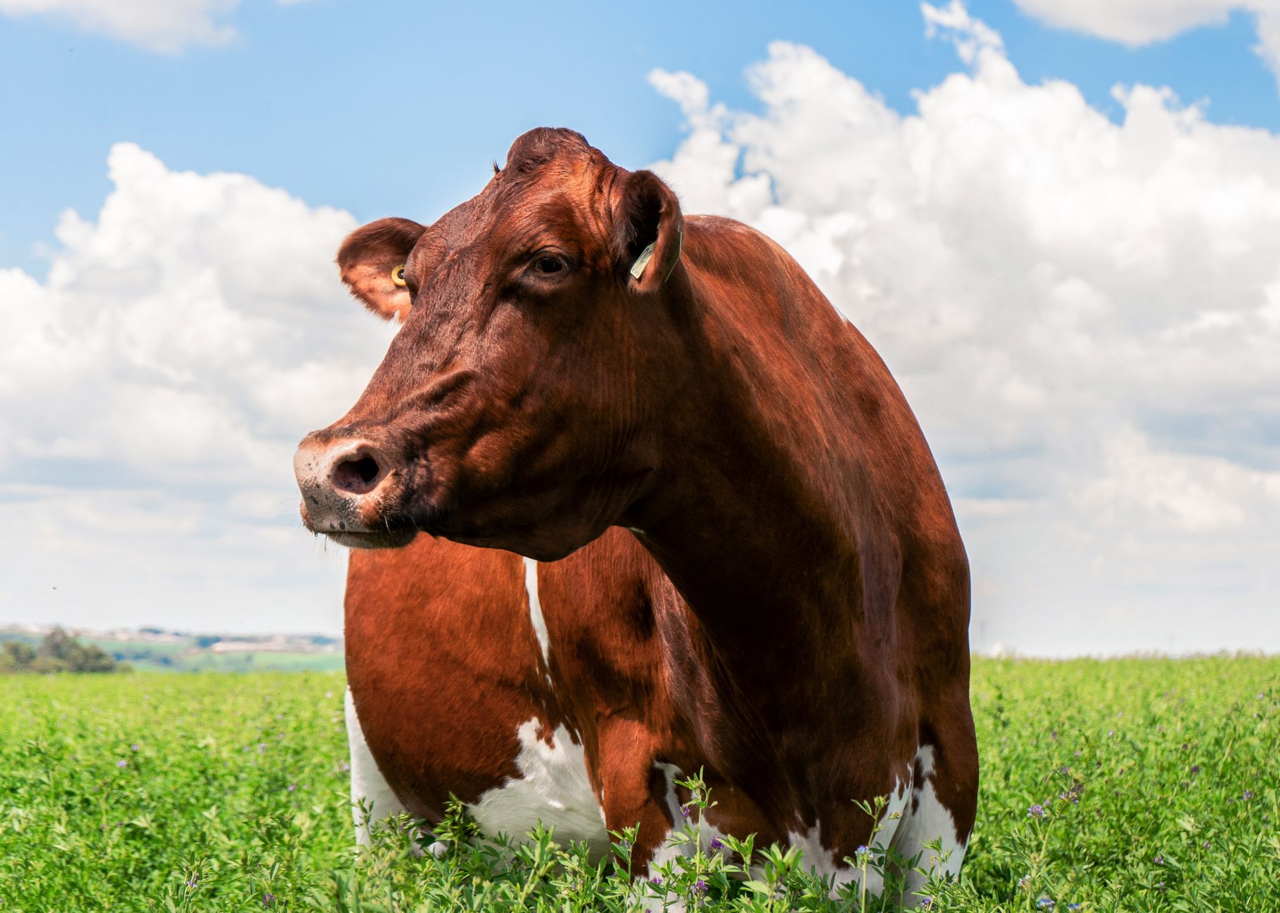 Brown cow standing in a lush green field under a clear blue sky with fluffy clouds.