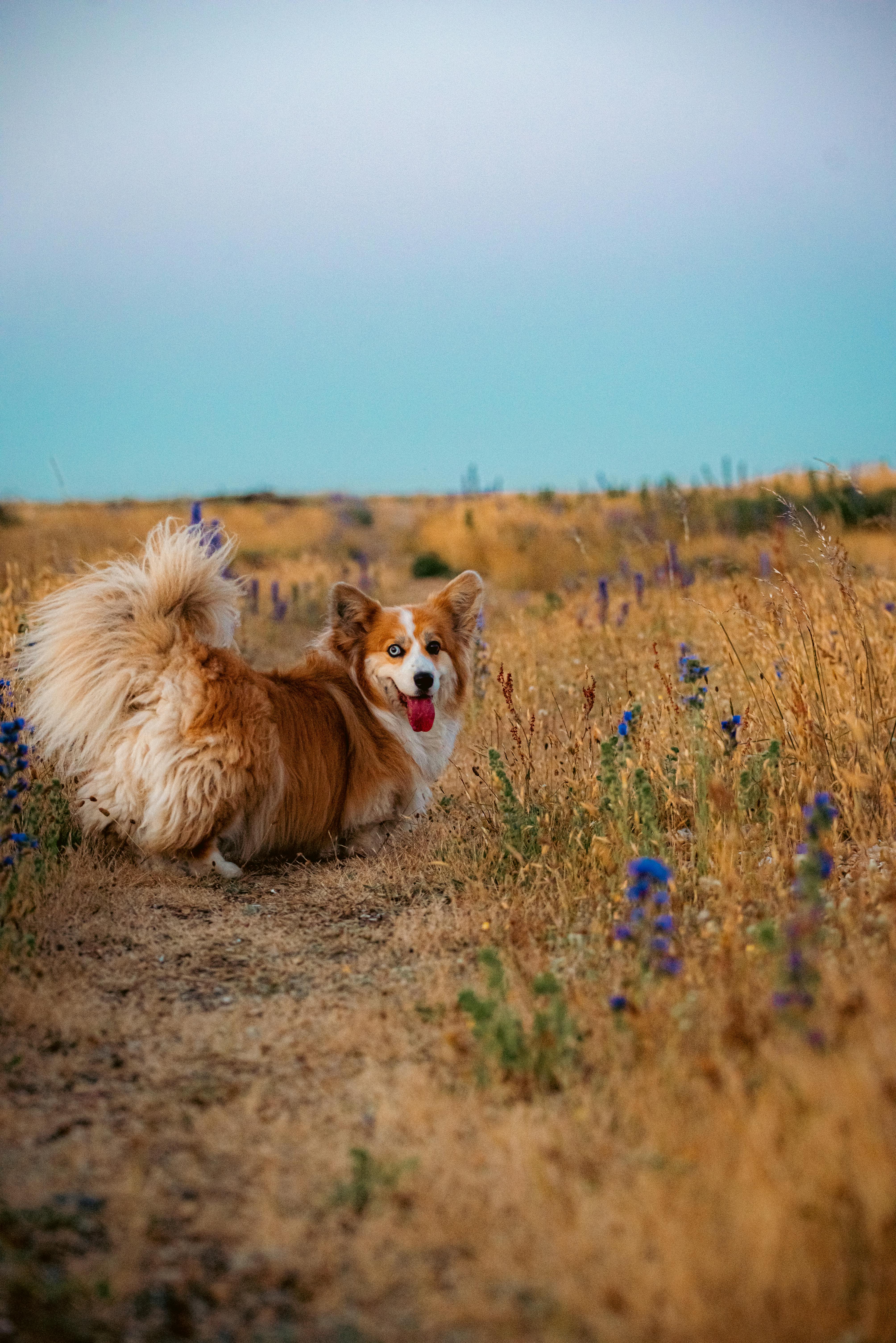 golden dog