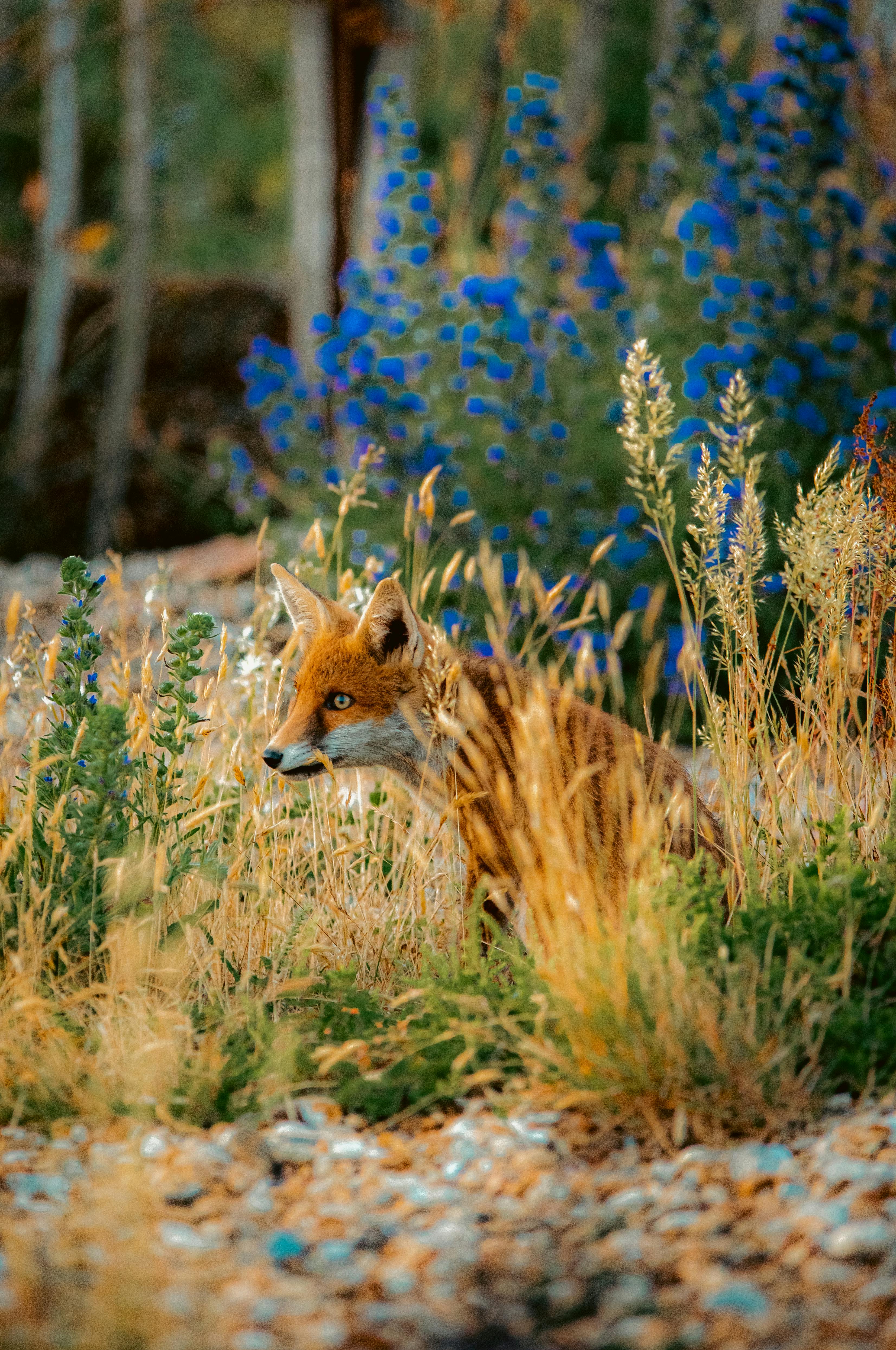 Captivating image of a red fox camouflaged among the grasses and flowers in Dungeness, England.
