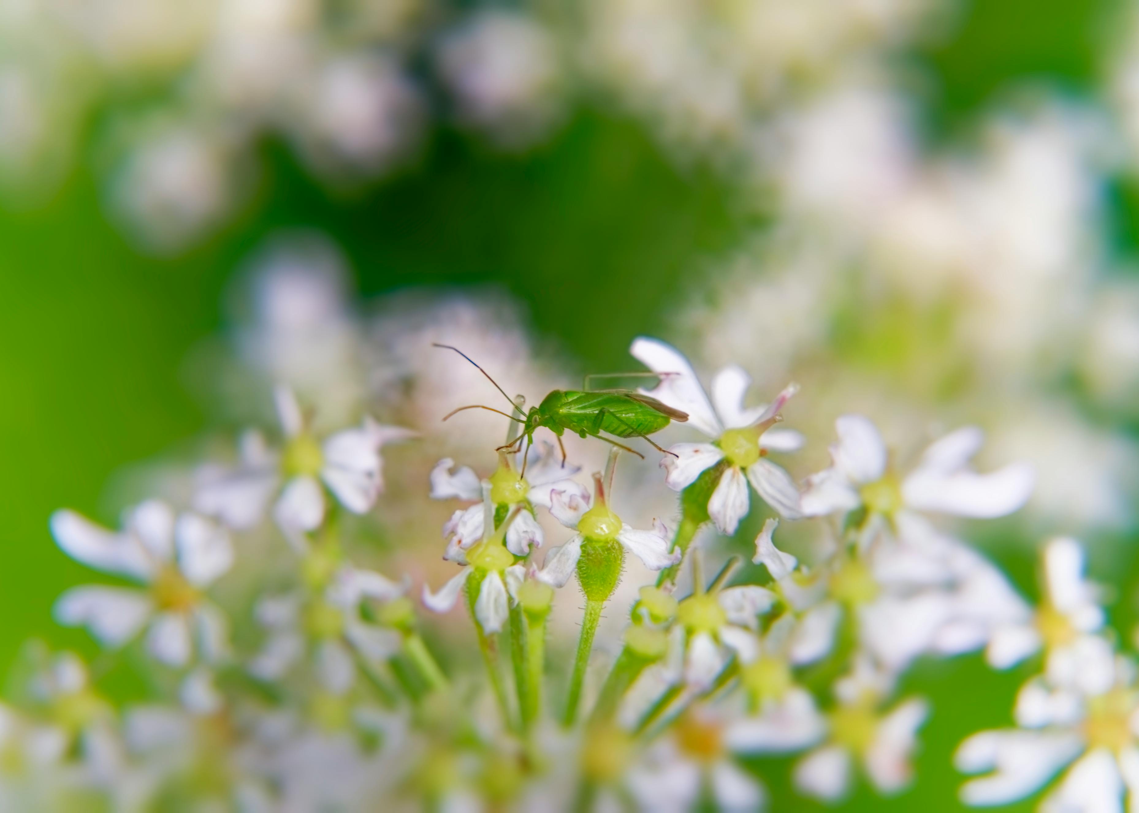  Difference Between Micro, Macro, and Mega Influencers