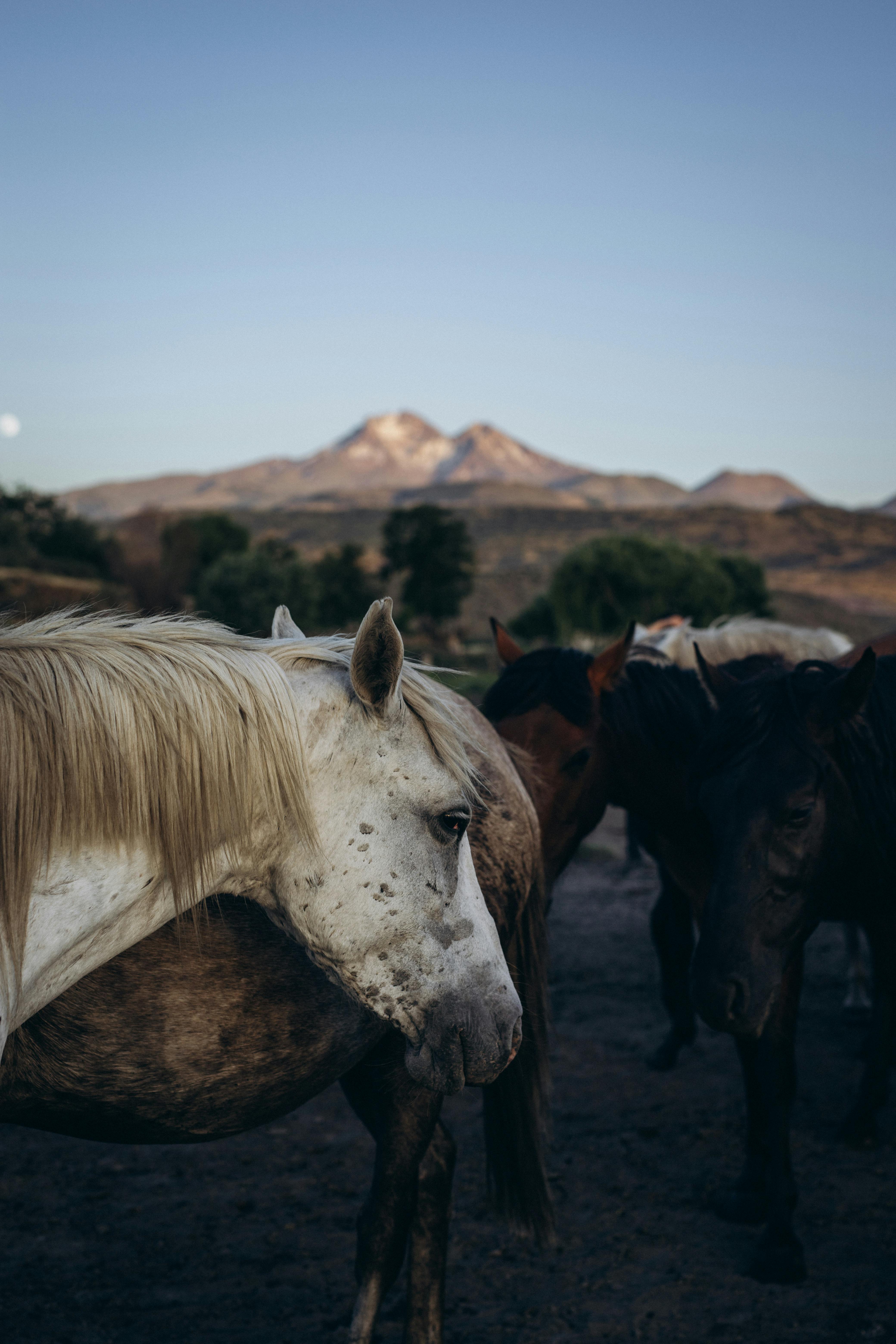 A serene scene of horses grazing against the backdrop of Kayseri's mountains in Türkiye.
