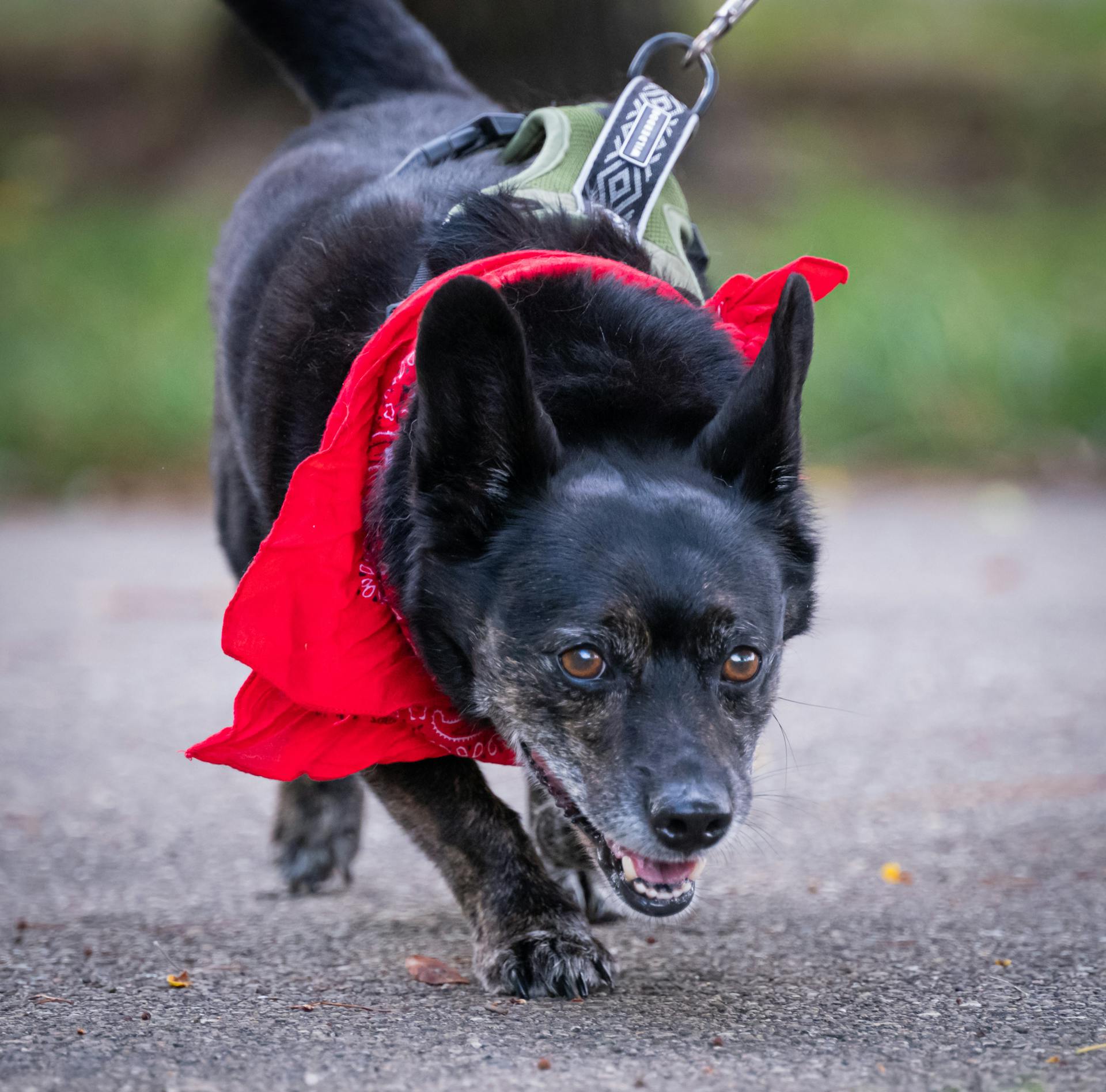 Black Dog on Collar