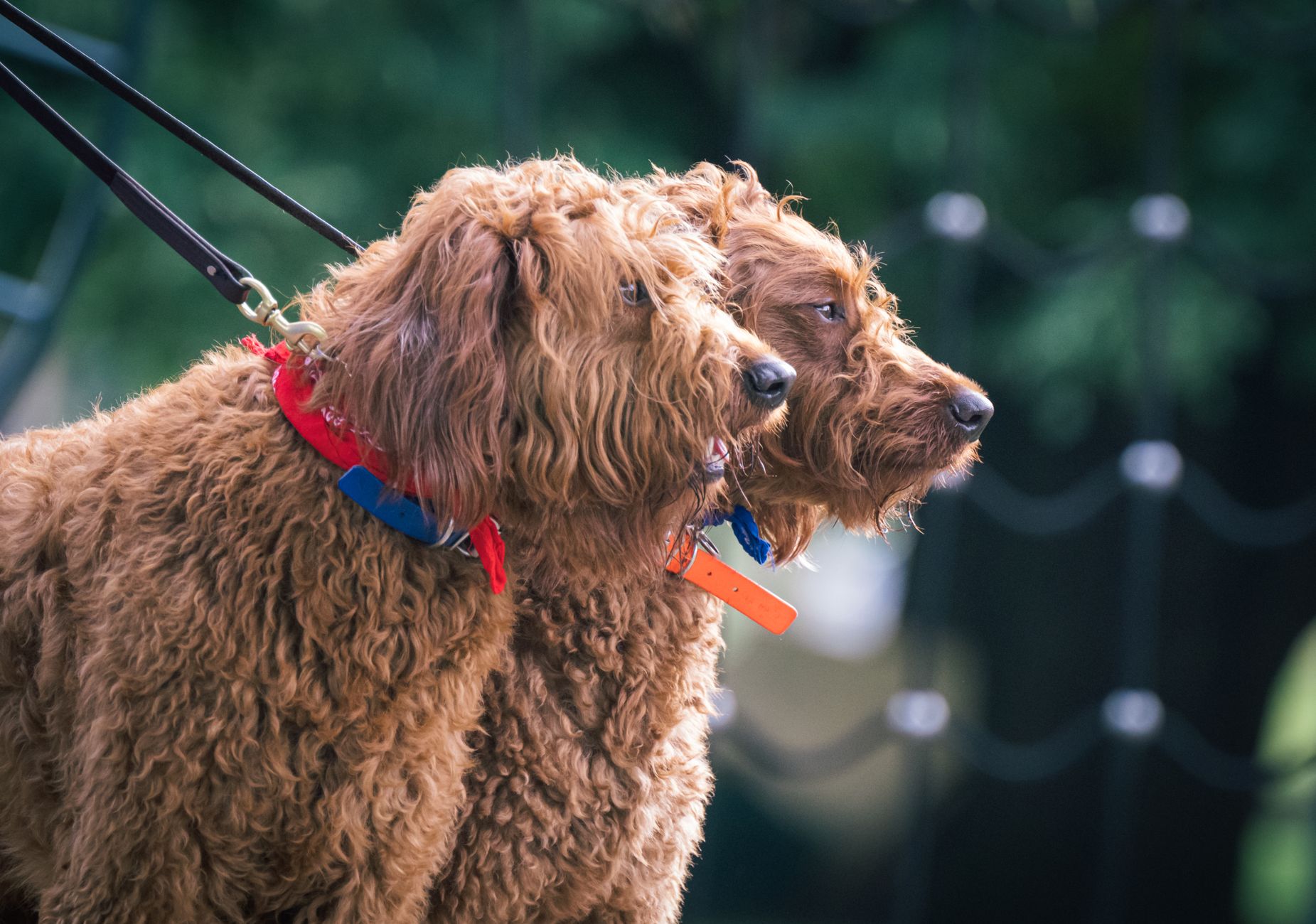Mutlu bir labradoodle köpeği