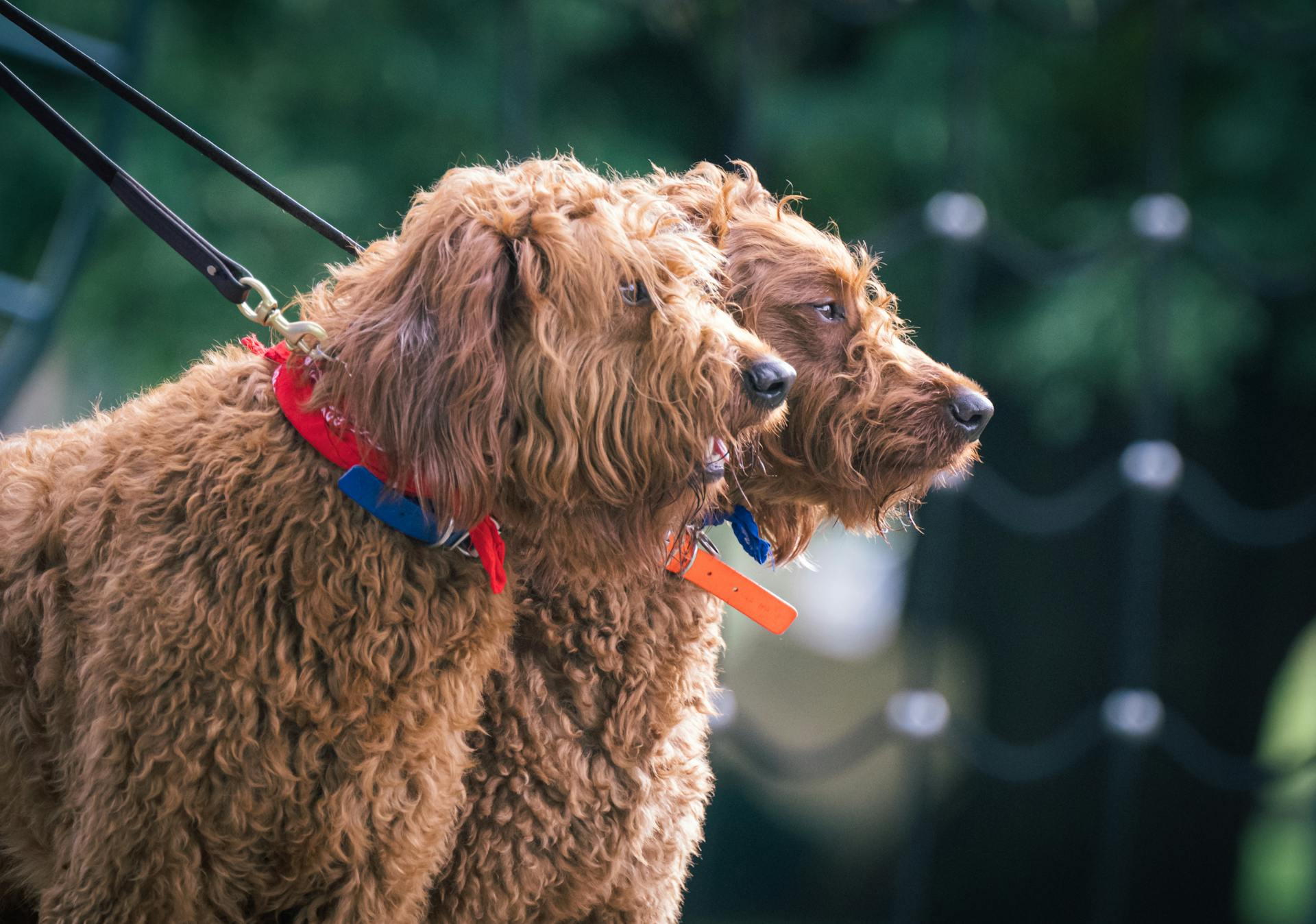 Deux labradoodles en laisse