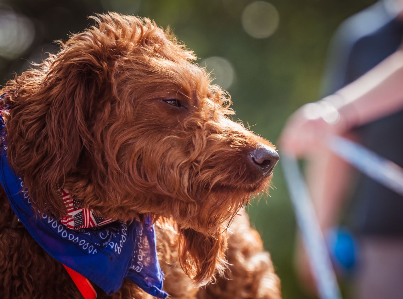 close up portrait of a golden doodle wearing a blue bandana basking in