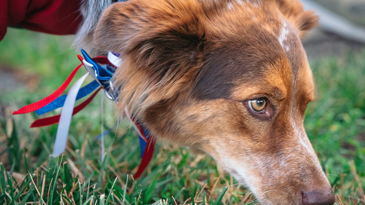 Scent Work for Dogs: 7-Step Beginner Nose Work Plan