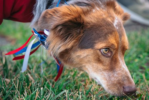 Free An Australian Shepherd dog with a ribbon sniffs the grass closely outdoors. Stock Photo