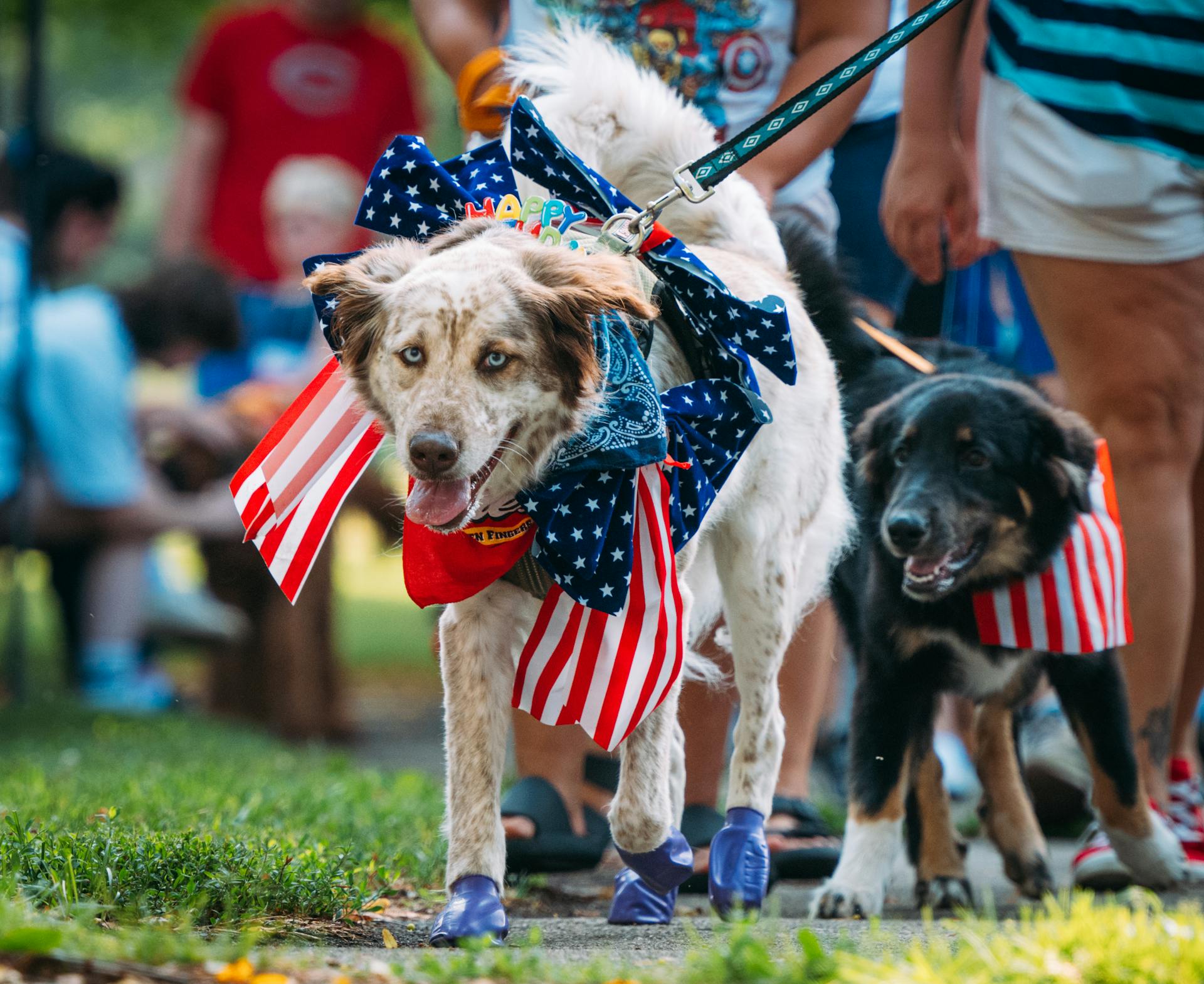 Dogs Wearing Costumes with Flag of USA