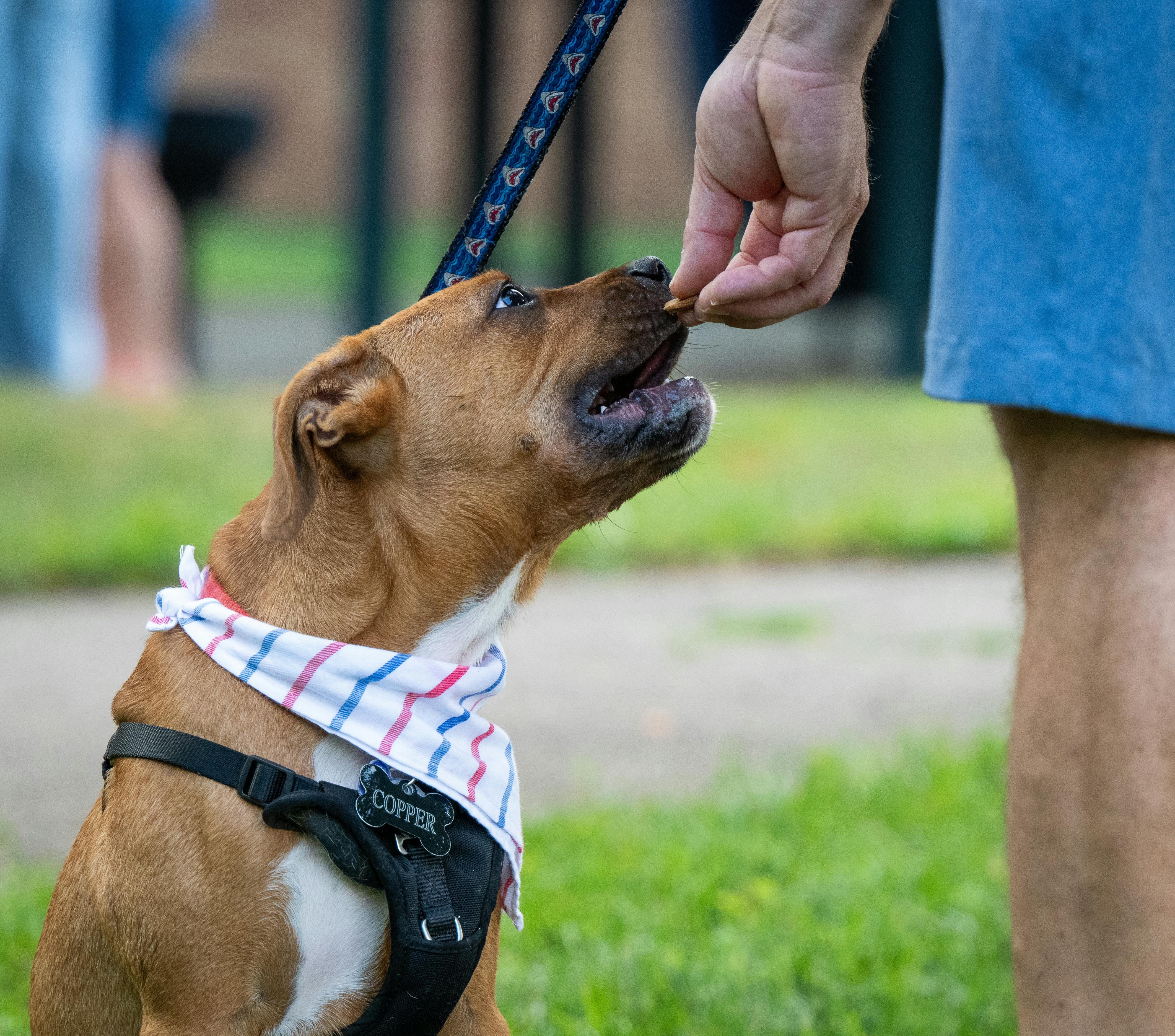 Amazon Pet Days 2026: 65 top deals on pet food, toys, grooming, and health supplies to shop now — Photo by Chris F on Pexels