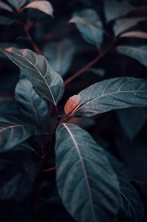 Green Leafed Plant