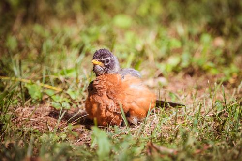Free Close-up of an American Robin on vibrant grass highlighting its red breast and natural habitat. Stock Photo