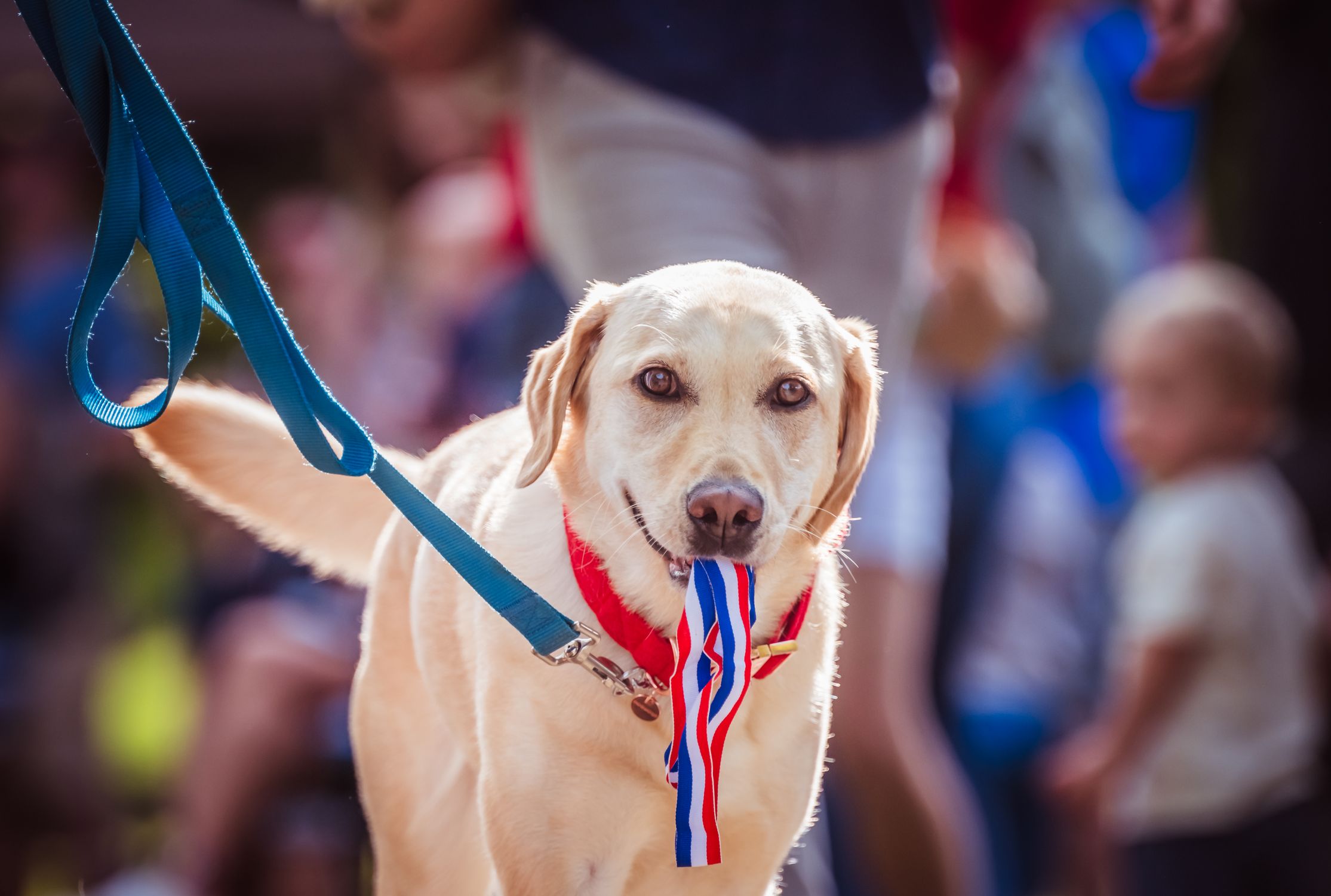 Labrador retriever with medal ribbon at outdoor patriotic parade.