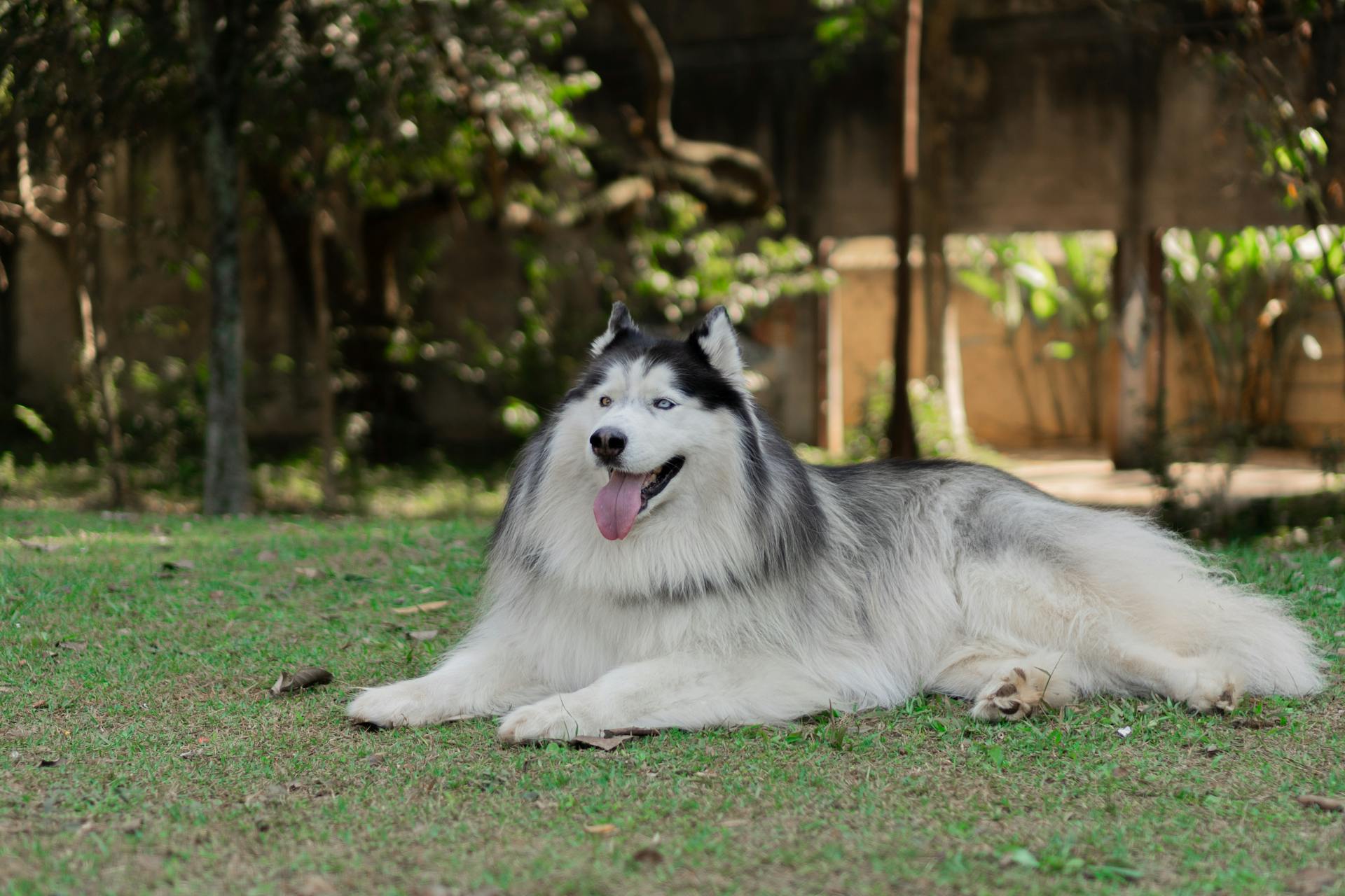 A fluffy husky with blue eyes relaxing on the grass in a serene outdoor setting.