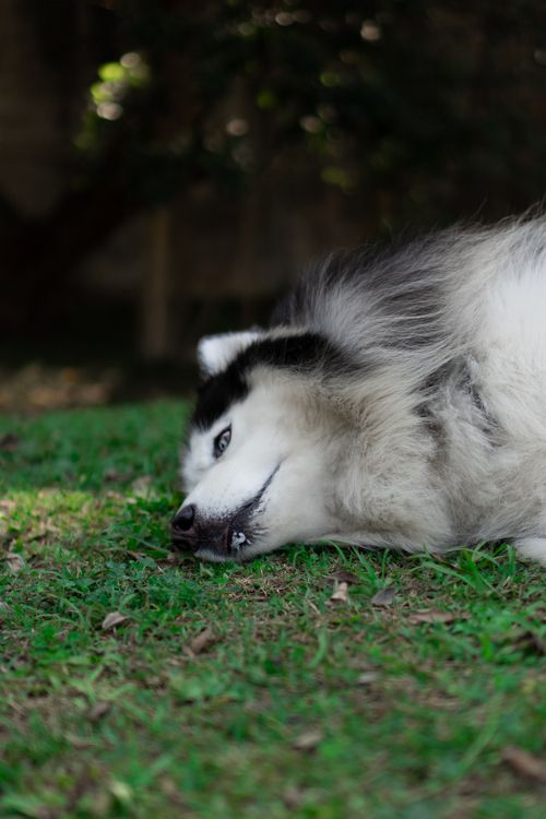 Free A peaceful Alaskan Malamute lying on green grass in an outdoor setting, capturing a moment of tranquility. Stock Photo