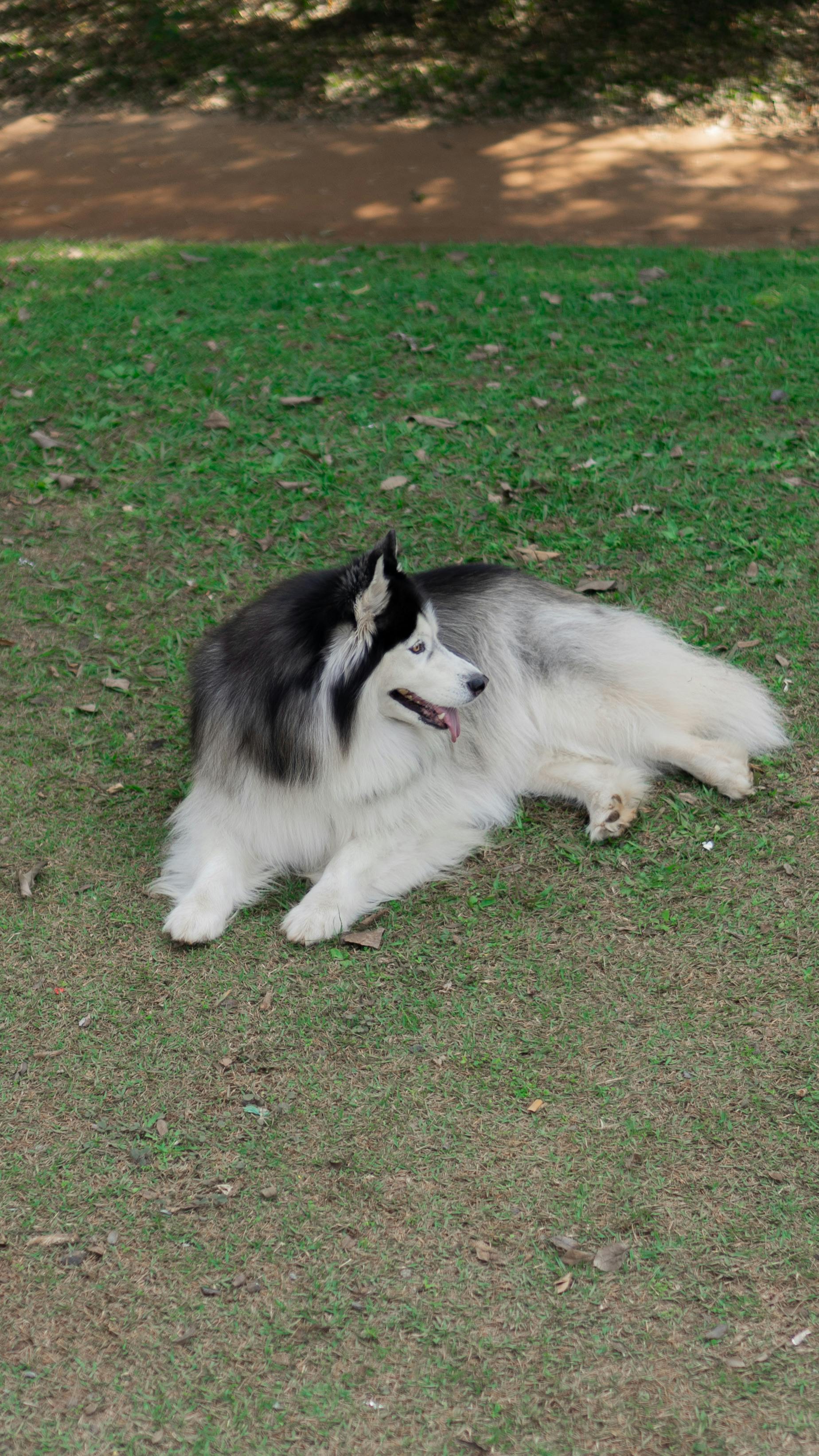 a dog laying down in the grass with its tongue out