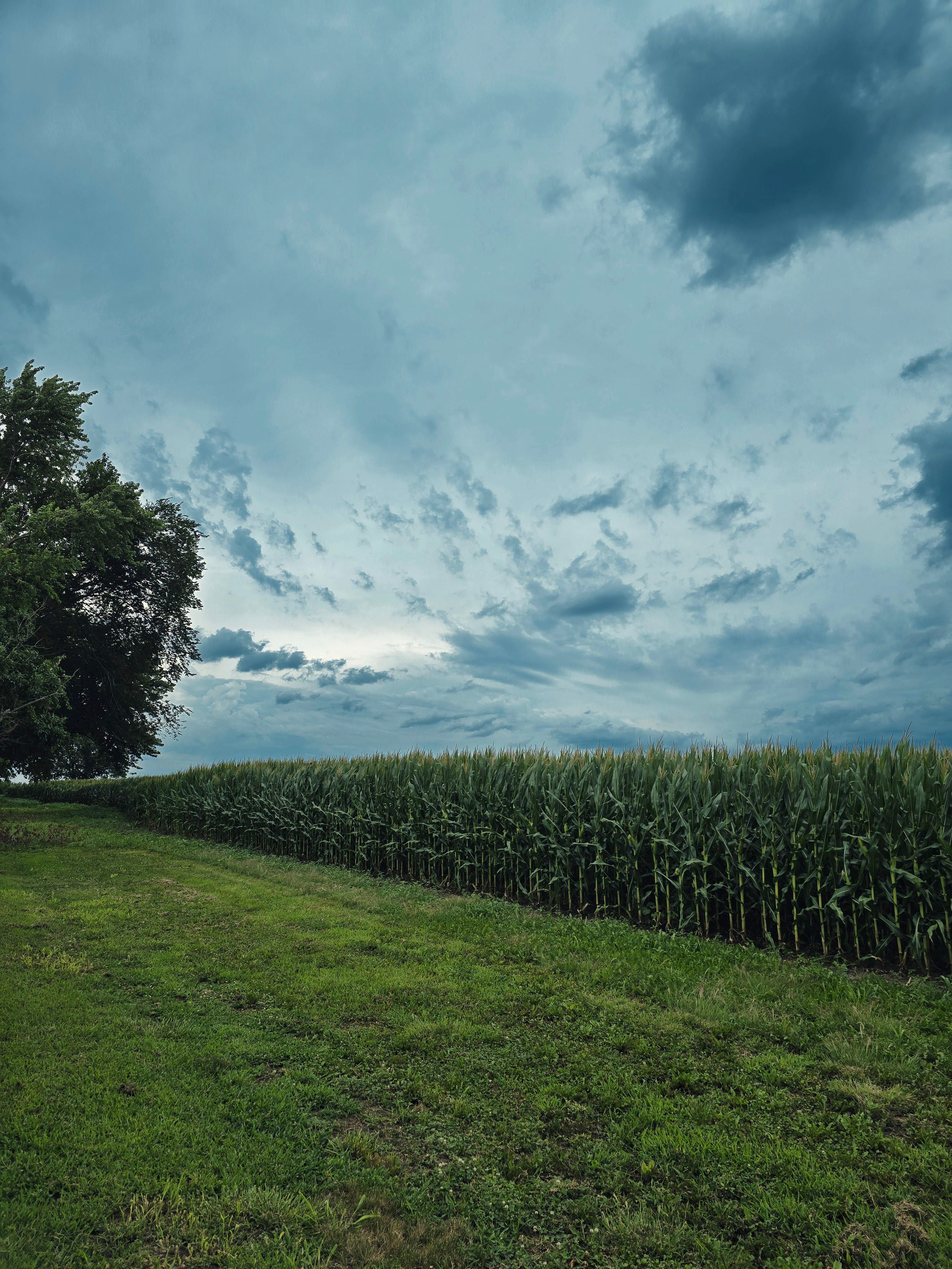 View of a Meadow and a Cropland · Free Stock Photo