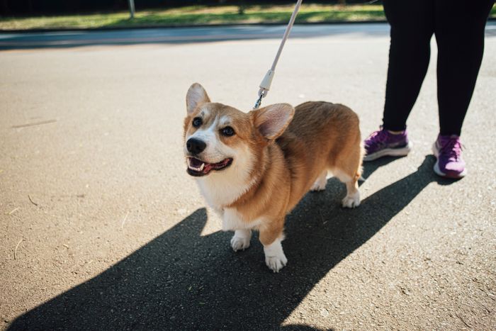 Corgi on a leash during a walk