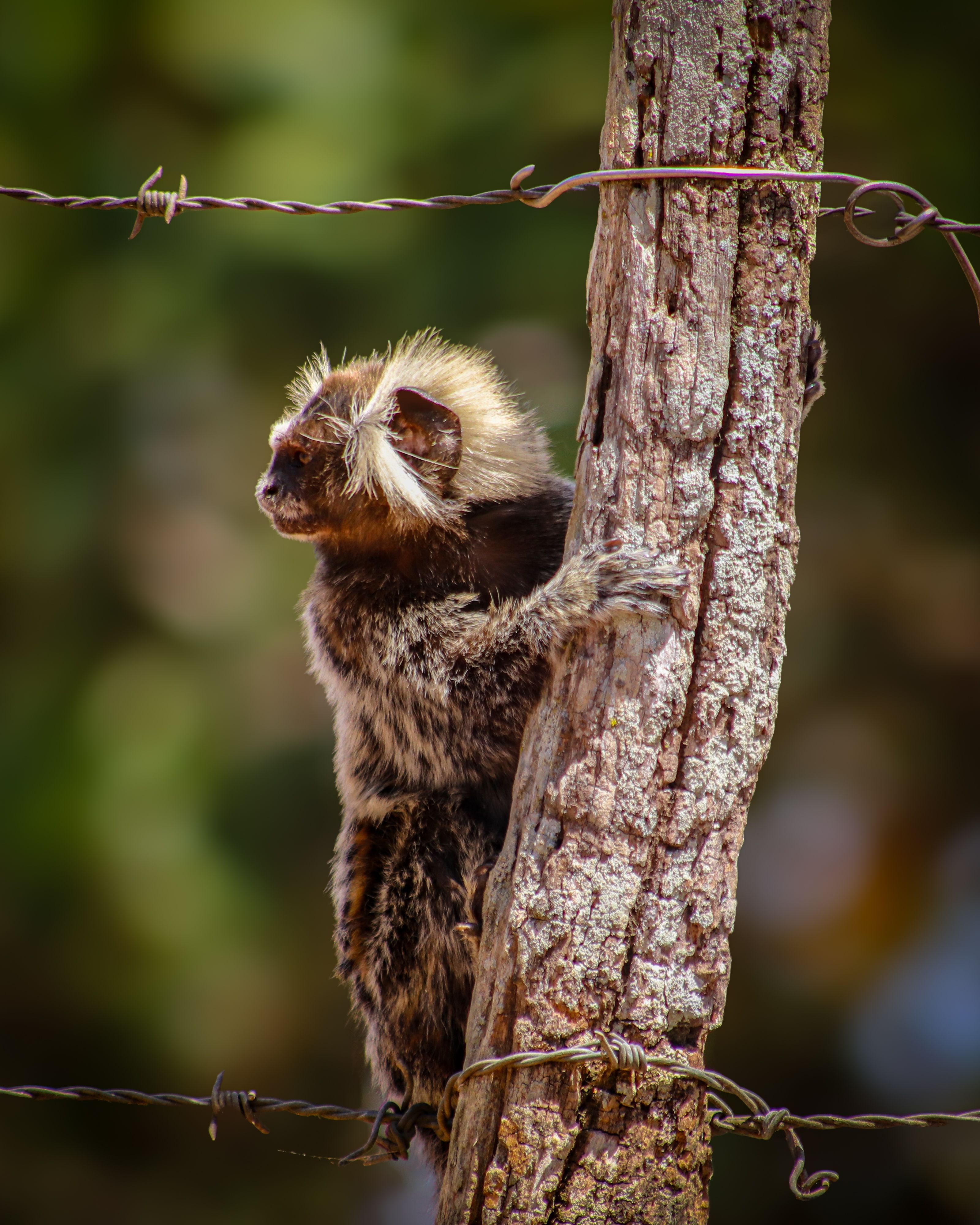 Curious marmoset monkey perched on a wooden pole amidst tropical surroundings in Brazil.